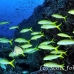 goatfish_yellowtailed_dar_h_0037_ecu0805.jpg